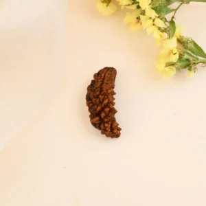 Authentic 1 Mukhi Rudraksha