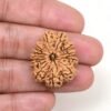 Authentic 12 Mukhi Rudraksha - Image 2