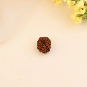Authentic 12 Mukhi Rudraksha