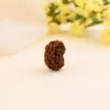 Authentic 12 Mukhi Rudraksha - Image 3