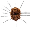 Authentic 13 Mukhi Rudraksha - Image 2