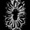 Authentic 14 Mukhi Rudraksha - Image 3