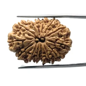 Authentic 14 Mukhi Rudraksha
