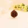 Authentic 2 Mukhi Rudraksha - Image 3