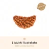 Authentic 1 Mukhi Rudraksha - Image 6