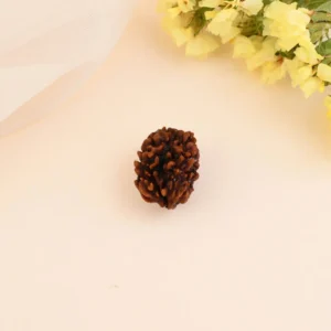 Authentic 3 Mukhi Rudraksha
