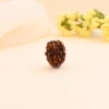 Authentic 3 Mukhi Rudraksha - Image 4