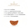 Authentic 1 Mukhi Rudraksha - Image 4