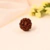 Authentic 4 Mukhi Rudraksha - Image 4