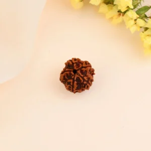 Authentic 5 Mukhi Rudraksha