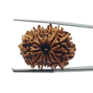 Authentic 13 Mukhi Rudraksha