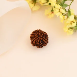 Authentic 6 Mukhi Rudraksha