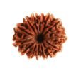 Authentic 14 Mukhi Rudraksha - Image 2