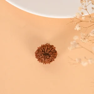 Authentic 10 Mukhi Rudraksha