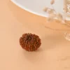 Authentic 10 Mukhi Rudraksha - Image 2