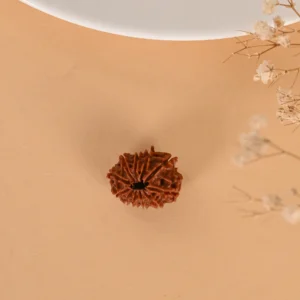 Authentic 11 Mukhi Rudraksha