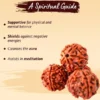 Authentic 7 Mukhi Rudraksha - Image 5