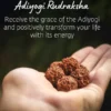 Authentic 7 Mukhi Rudraksha - Image 7
