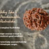 Authentic 7 Mukhi Rudraksha - Image 8